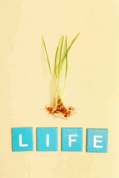istock Organic wheat grass on the yellow backdrop, save life concept 905620118