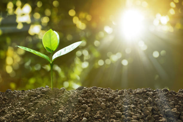 istock Young plant in the morning light on nature background 905623990