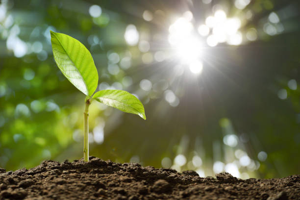New Leaf Pictures | Download Free Images on Unsplash