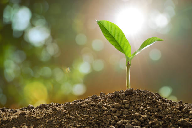 Young plant in the morning light on nature background