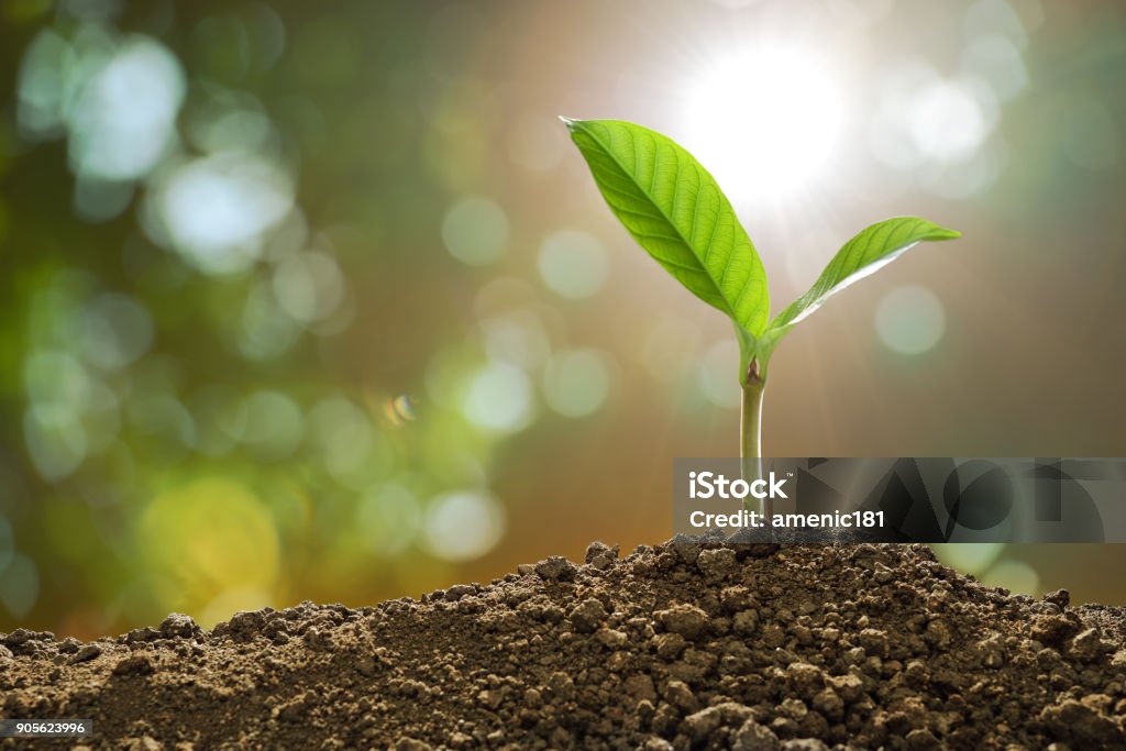 Young plant in the morning light on nature background Plant Stock Photo