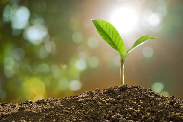 Photo of Young plant in the morning light on nature background