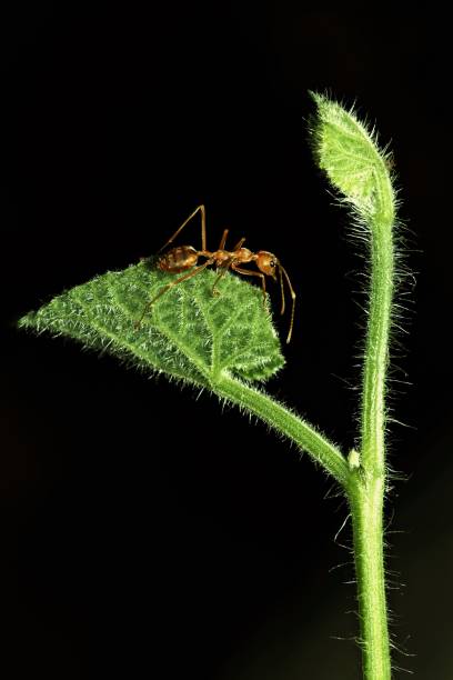 istock Close up ant on green hairy branch (black background) 905624060