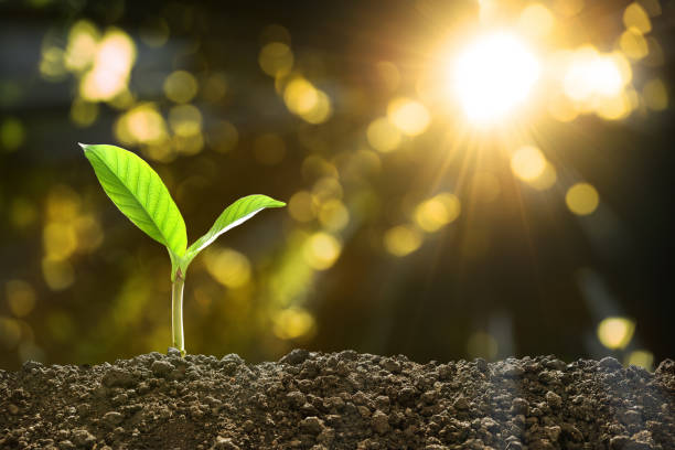 istock Young plant in the morning light on nature background 905624084