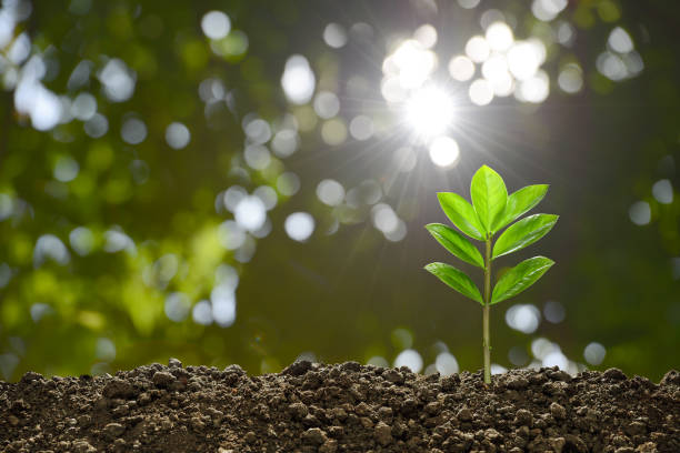 istock Young plant in the morning light on nature background 905624138