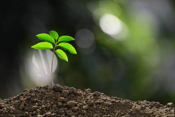 istock Young plant in the morning light on nature background 905624148