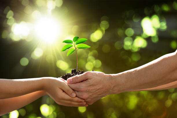 istock Two hands holding together a green young plant 905624150