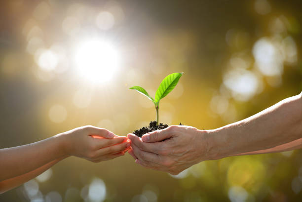 Two hands holding together a green young plant