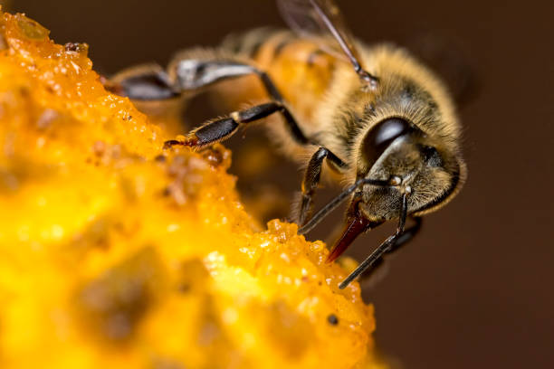 Bee on mango extreme close up Bee on mango extreme close up bee costume stock pictures, royalty-free photos & images