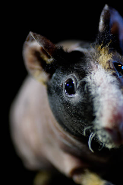 istock Close up Skinny guinea pig black background 905628210