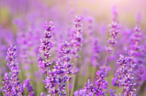 istock Lavender closeup nature. 905630990