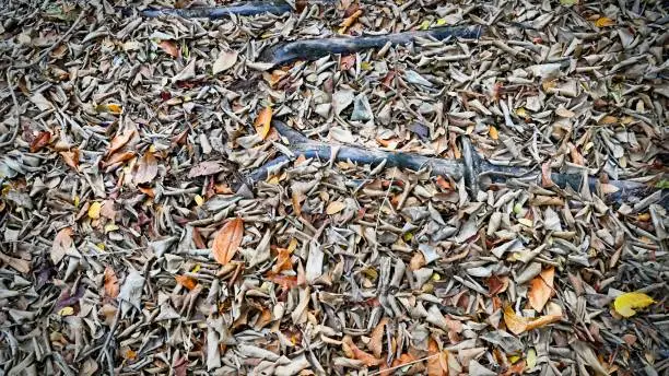 Background of Dry Leaves and Tree Roots on the Ground