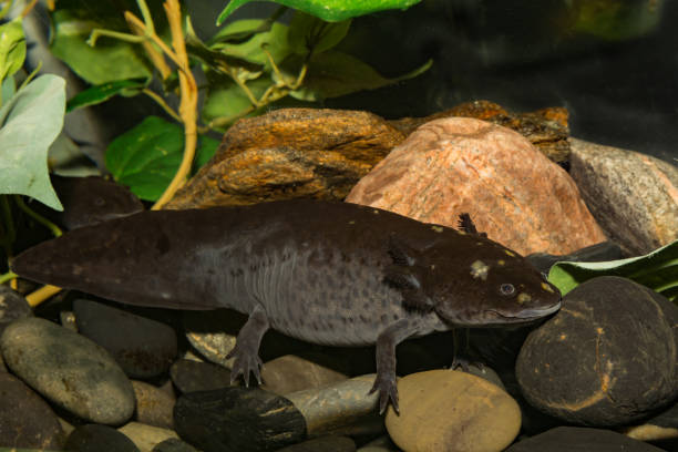 istock Adult Mexican Axolotl 905631816