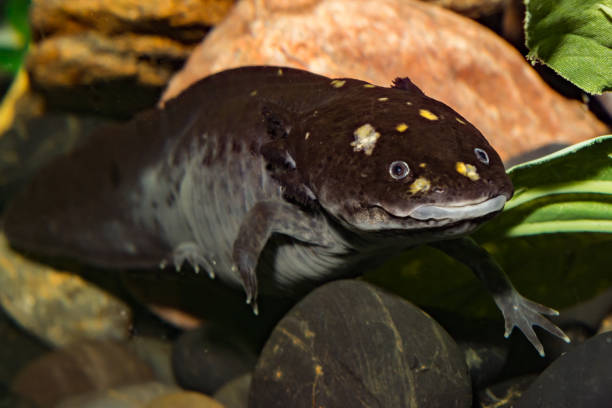 Adult Mexican Axolotl