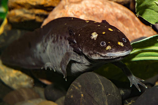 A close up of an Adult Mexican Axolotl underwater.