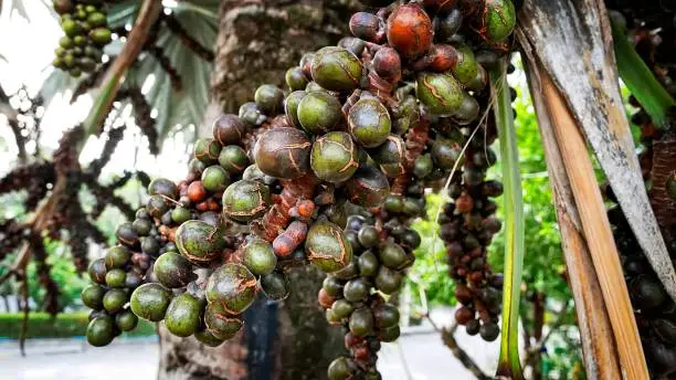 Close up Bunch of Ripe and Unripe Palm Seeds on the Tree