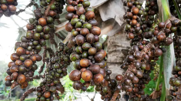 Close-up Groups of Bunches of Ripe and Unripe Palm Seeds on the Tree