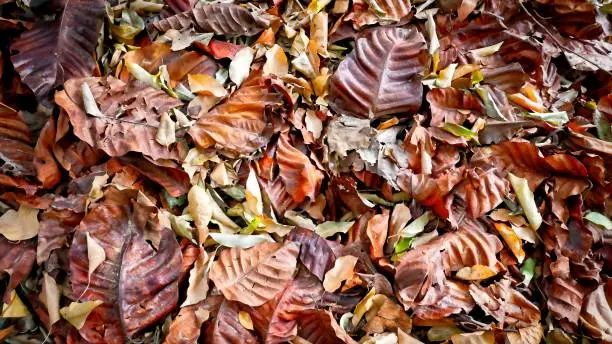 Background of Pile of Brown and Orange Dried Leaves