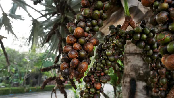 Bunches of Ripe and Unripe Palm Seeds