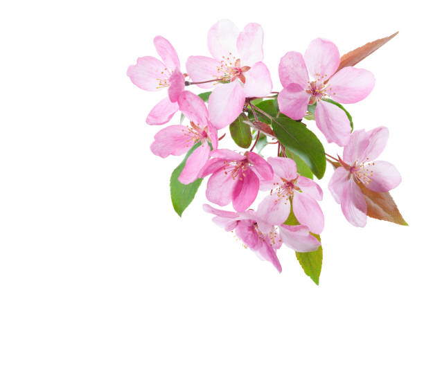 istock Light pink flowers  of decorative apple tree isolated on white background. 905632152