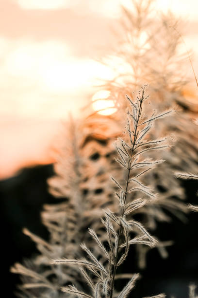 istock Beautiful sunset, evening and evening 905632666