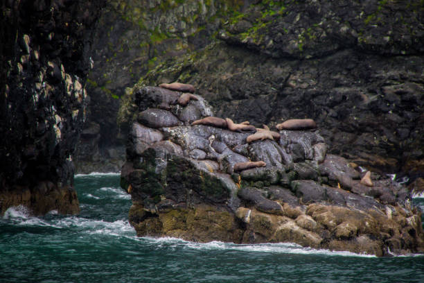 istock seals in alaska 905632760