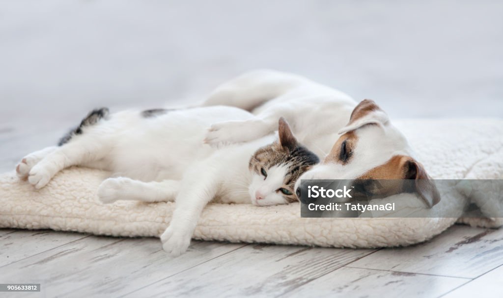 Cat and dog sleeping Cat and dog sleeping. Pets sleeping embracing Dog Stock Photo