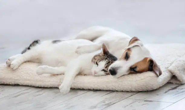 Photo of Cat and dog sleeping
