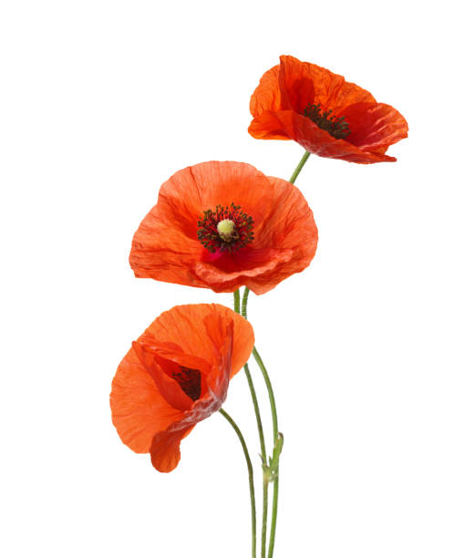 Three red poppies isolated on white background. Three red poppies isolated on white background. poppy plant photos stock pictures, royalty-free photos & images