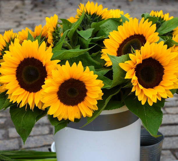 istock Beautiful helianthus or sunflowers 905638330