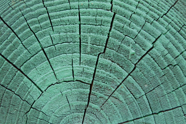 istock Wooden background. Cross section of the tree 905640742