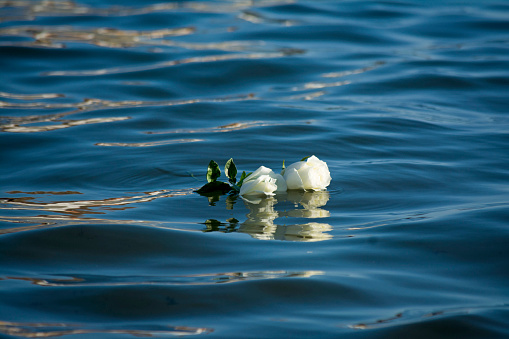 Rosas no mar photo