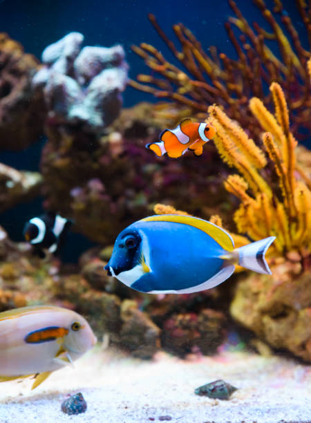 istock Tropical fishes swimming between corals 905649366