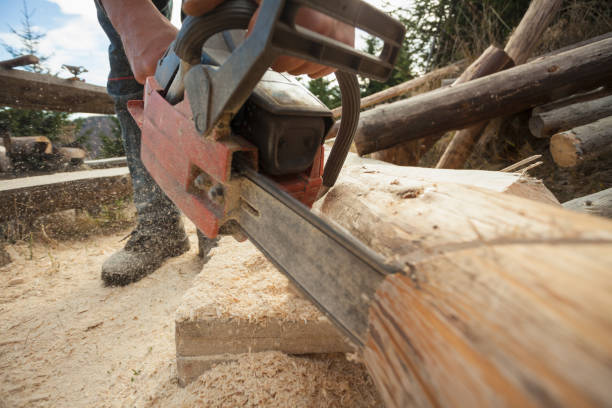 istock DIY - woodhouse repairing; 905649440