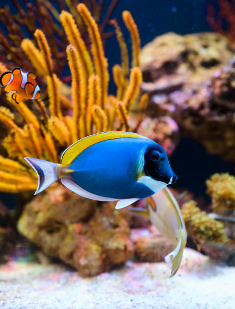 peixes tropicais nadando entre os corais - beauty in nature coral angelfish fish - fotografias e filmes do acervo