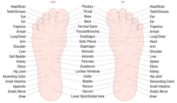Foot reflexology zone massage chart with areas and names of the corresponding internal organs and body parts - skin color - vector illustration on white background. Foot reflexology zone massage chart with areas and names of the corresponding internal organs and body parts - skin color - vector illustration on white background. skin tone chart stock illustrations