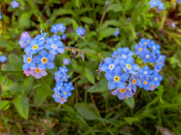 istock Blue Water Forget-me-not Flowers 905654354