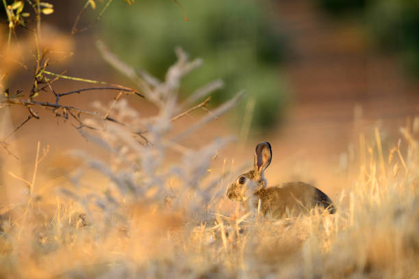 istock Attentive rabbit near the burrow. 905667510