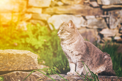 Ginger cat perched sitting on a garden stone looking intently back over its shoulder as it watches something, profile view with golden glow from the sun.