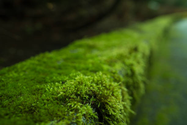 istock Green moss growing on the curb 905670904