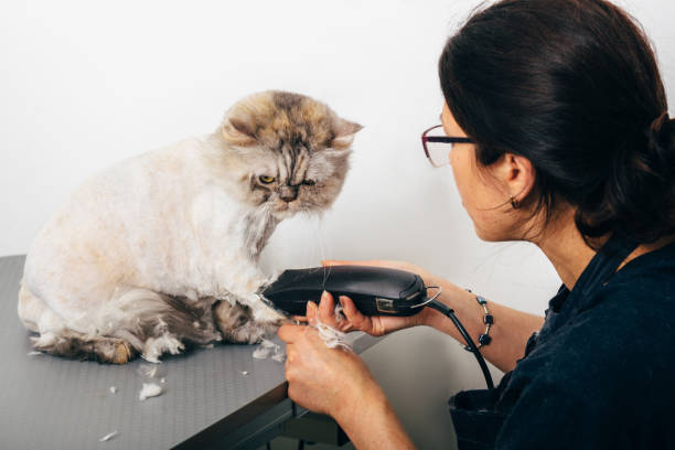istock groomer trimming cat 905671796