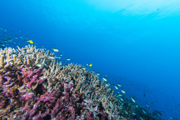 istock Underwater of Coral reef and fish 905671968