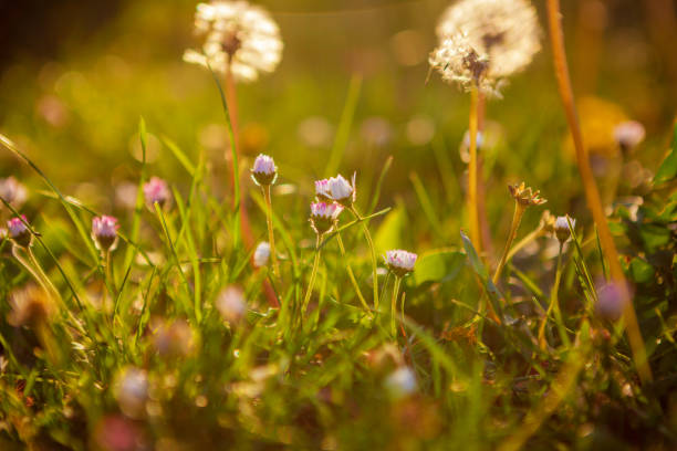 istock Dandelion seeds at sunset 905675296