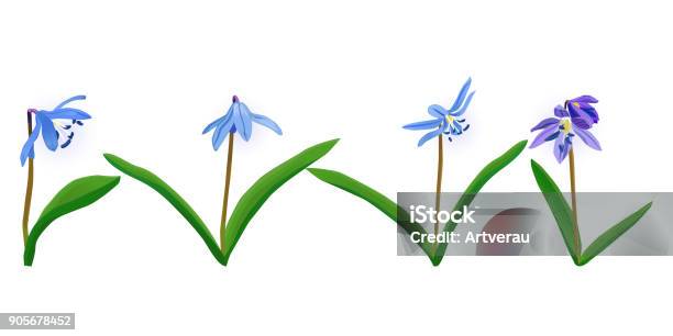 Blue Spring Flower Squill Stock Illustration - Download Image Now - Backgrounds, Beauty, Blue