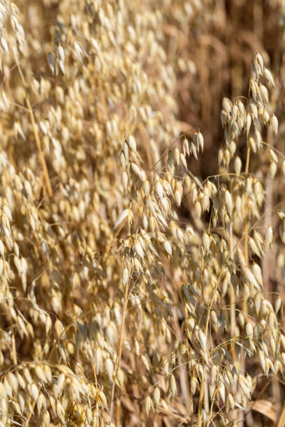 istock golden wheat in a farm field 905678942