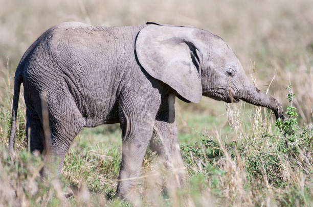 istock Side View of Wild Baby Elephant Eating on Vegetation 905682030