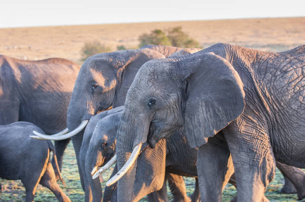 istock Herd of Wild African Elephant 905682452
