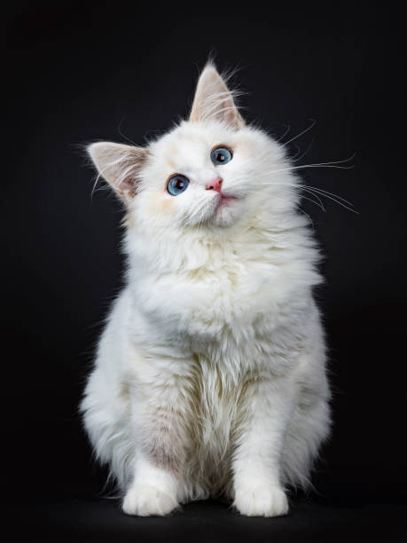 istock Blue eyed ragdoll cat / kitten sitting isolated on black background looking up with tilted head 905683764