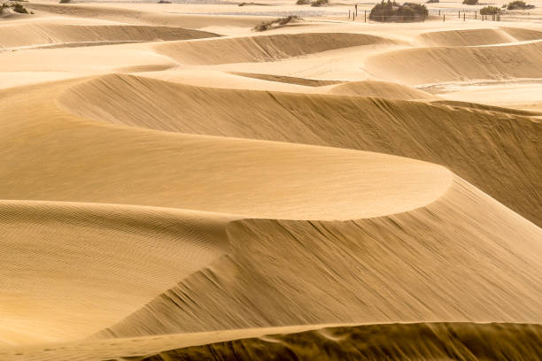 istock Golden dunes shaped by the wind 905684244