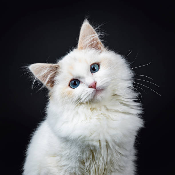 retrato do gato de ragdoll olhos azuis / sessão gatinho isolada no fundo preto olhando para a lente com a cabeça inclinada - cat pose - fotografias e filmes do acervo